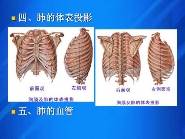 油茶栽培管理：油茶低产林改造低产林改造技术措施PPT