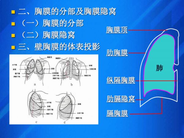 油茶栽培管理：油茶低产林改造低产林改造技术措施PPT