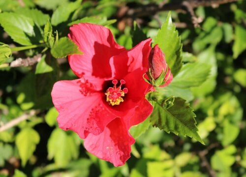 芙蓉花怎么剪枝 修剪方法