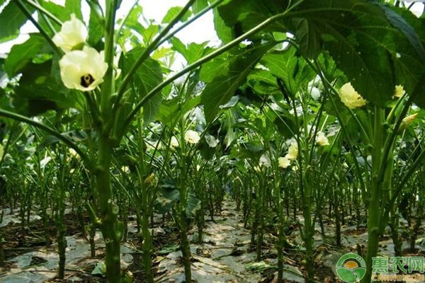 秋葵种植技术要点，手把手教您种植秋葵-图片版权归惠农网所有