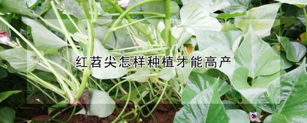 红苕尖怎样种植才能高产