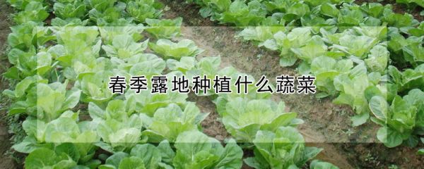 春季露地种植什么蔬菜