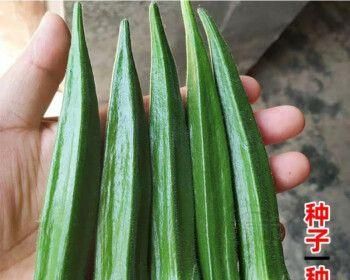 秋葵种子的种植方法（从选种到收获，一步步教你种植秋葵）