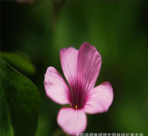 红花三叶草资料介绍