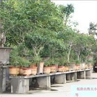 盛科供应迎春盆景各种盆景欢迎选购【图】