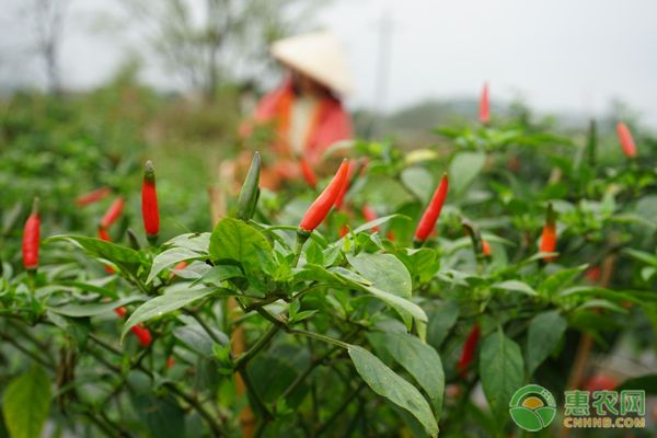 辣椒需肥特点及施肥技术-图片版权归惠农网所有