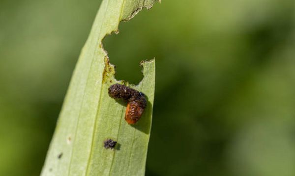 Lilioceris-lilii-o-escarabajo-lirio-escarlata-