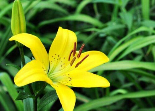 百合花开花温度多少度