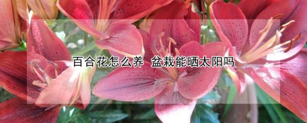 百合花怎么养 盆栽能晒太阳吗