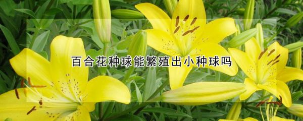 百合花种球能繁殖出小种球吗