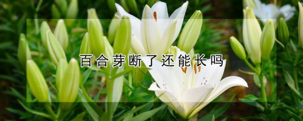 百合芽断了还能长吗