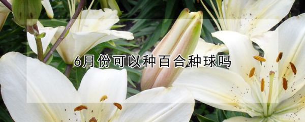 6月份可以种百合种球吗