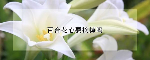 百合花心要摘掉吗