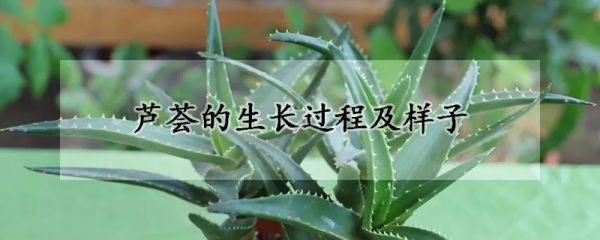 芦荟的生长过程及样子