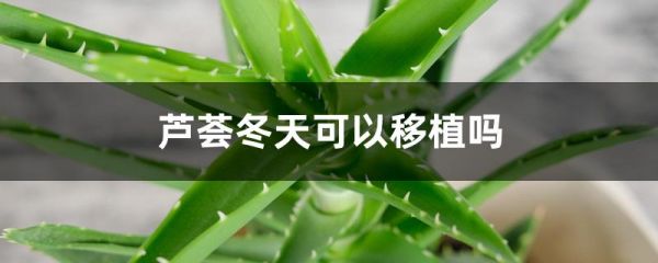 芦荟冬天可以移植吗