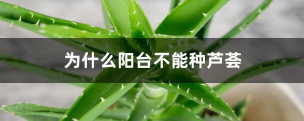 为什么阳台不能种芦荟