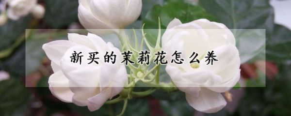 新买的茉莉花怎么养