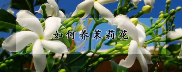 如何养茉莉花