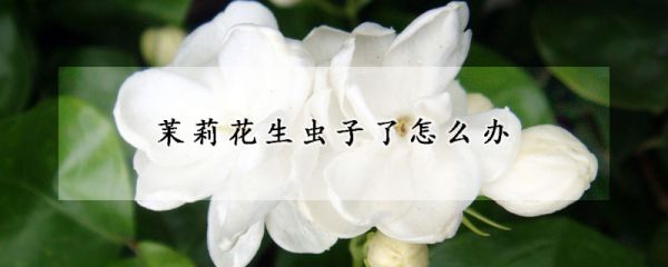 茉莉花生虫子了怎么办