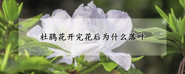 杜鹃花开完花后为什么落叶