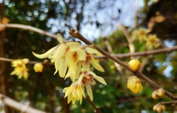 黄腊梅花的花语与意义（美丽的黄腊梅花）