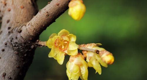 腊梅的花语与象征（传递温暖与勇气的腊梅）