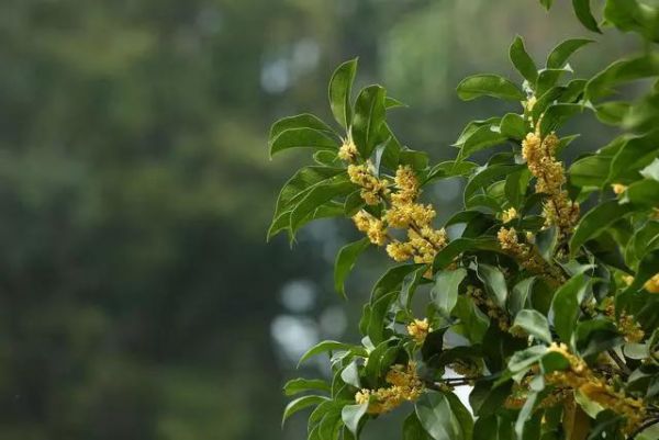 这种花是“花中月老”，小编告诉你盆栽4大禁忌一定要懂！