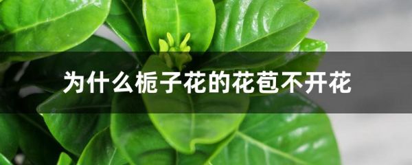 为什么栀子花的花苞不开花