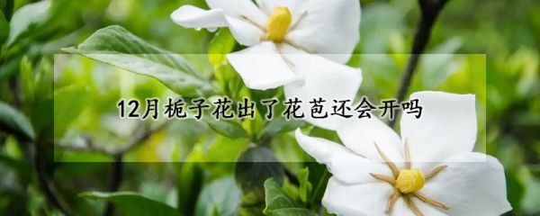 12月栀子花出了花苞还会开吗