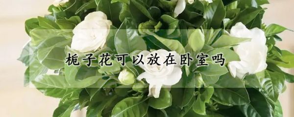 栀子花可以放在卧室吗