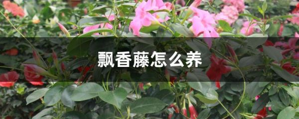 飘香藤怎么养