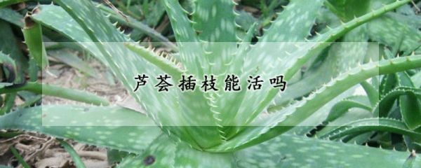 芦荟插枝能活吗