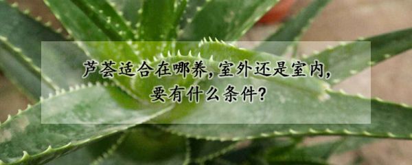 芦荟适合在哪养,室外还是室内,要有什么条件?