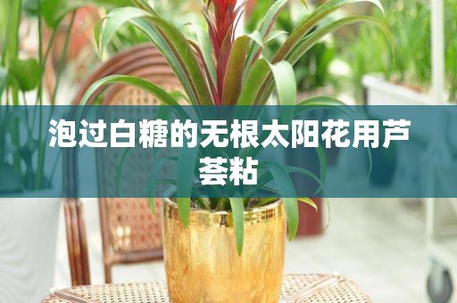 泡过白糖的无根太阳花用芦荟粘