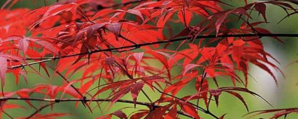 红枫换盆季节