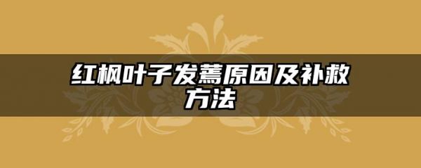 红枫叶子发蔫原因及补救方法