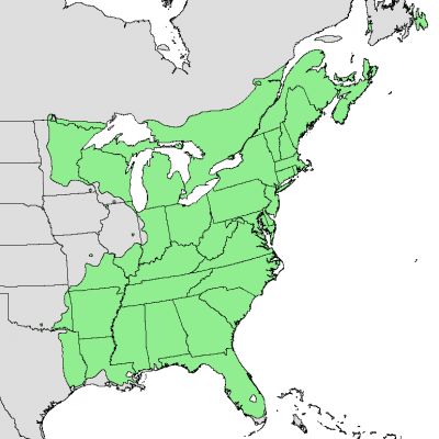 El Acer rubrum es de América del Norte