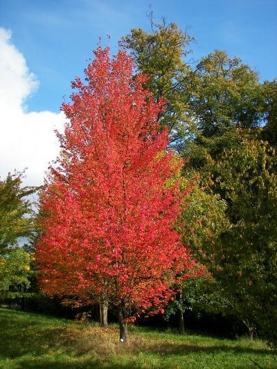 El arce rojo se vuelve precioso en otoño