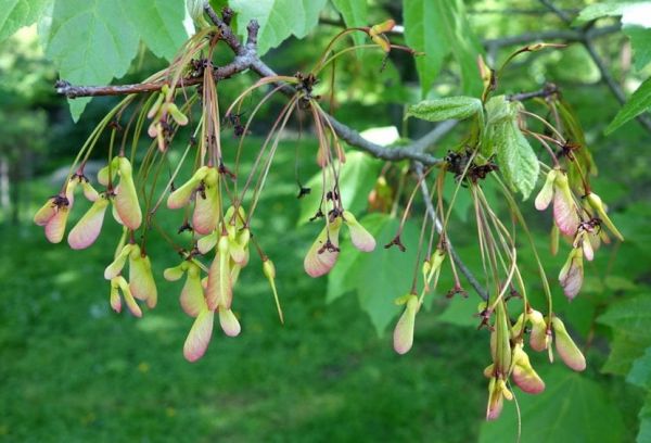 Las semillas de Acer rubrum son aladas