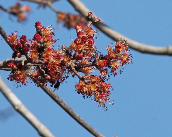 Las flores del Acer rubrum son rojas