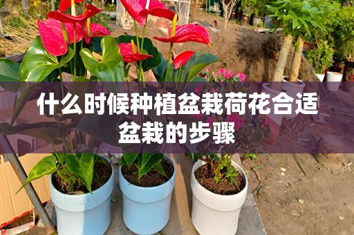 什么时候种植盆栽荷花合适盆栽的步骤