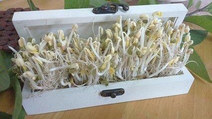 在家就能让黄豆“发芽”，方法简单，放清水里泡1天，4天后能吃！