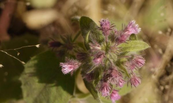 探秘灯盏花的种类、特点与用途（掌握灯盏花的名字、外观和营养价值）