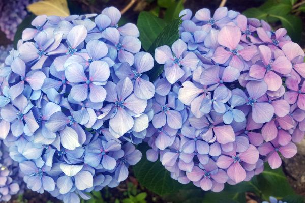 ¿Es posible cambiar el color de las plantas y de sus flores de manera artificial?