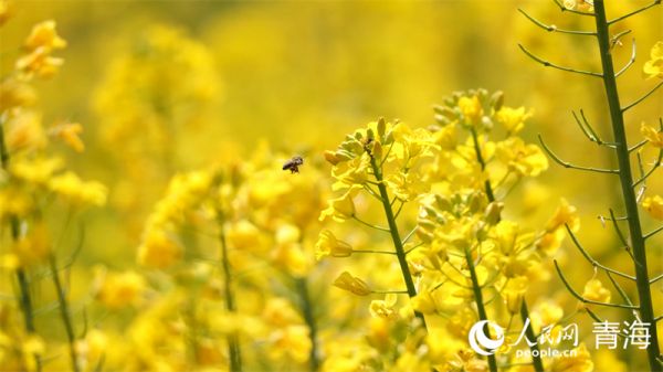 油菜花。人民网 张皓芃 摄