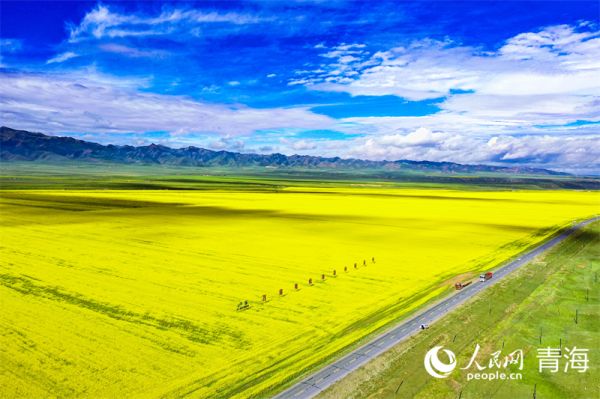 万亩有机油菜种植基地。人民网 张皓芃 摄