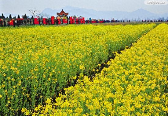 大好春光看不够！全国十大最美油菜花海观赏地排行，前三甲是谁？