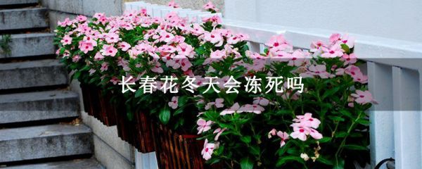 长春花冬天会冻死吗