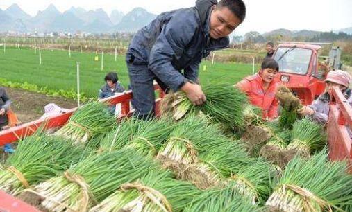 香葱这样保存，放半年都不“烂叶”，也不会发黄，我家年年如此！