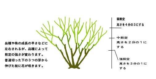 月季花冬季的修剪方法